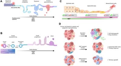 Be like water, my cells: cell plasticity and the art of transformation